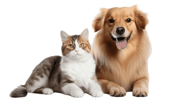 Cat and Dog